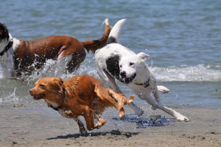 three dogs running at ocean beach dog park