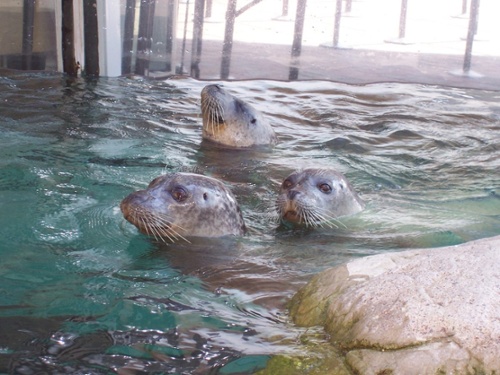 New England Aquarium Harbor Seals