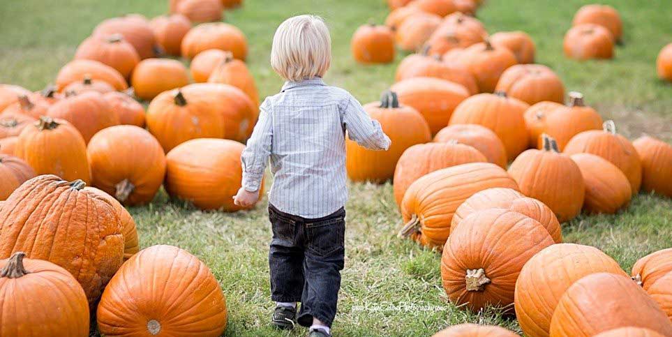 A-little-boy-running-through-a-pumpkin-patch