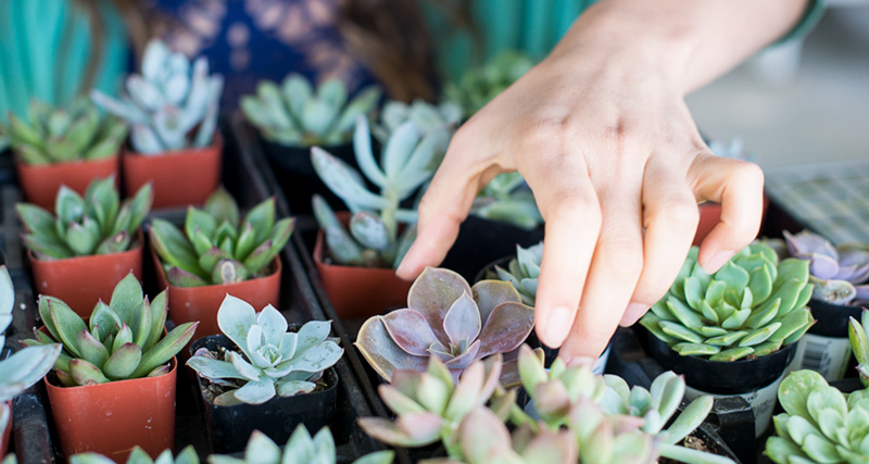 a-woman-picking-out-a-succulent-plant