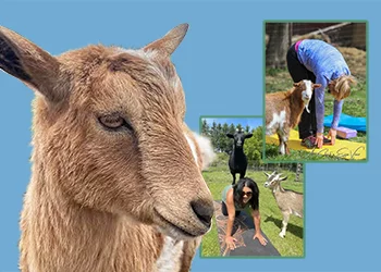 Goat Yoga
